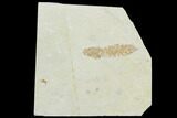 Fossil Mantis Shrimp (Pseudosculda) - Lebanon #123989-1